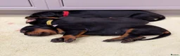 Dobermann dogs for sale: European Doberman puppies! - Advert 8
