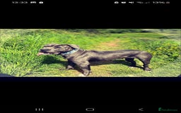 Mixed Breed dogs for sale: Cane corso x only one black girl available  in Paignton - Image 7