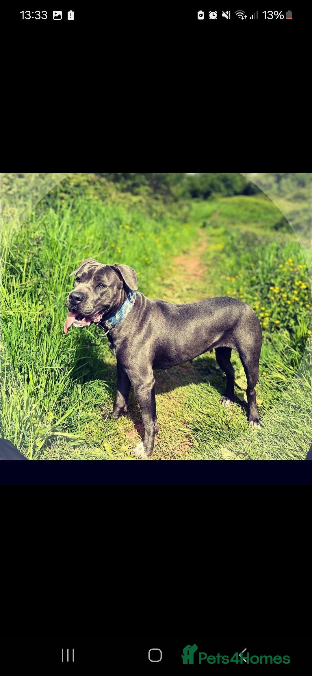 Mixed Breed dogs for sale: Cane corso x only one black girl available  in Paignton - Image 7