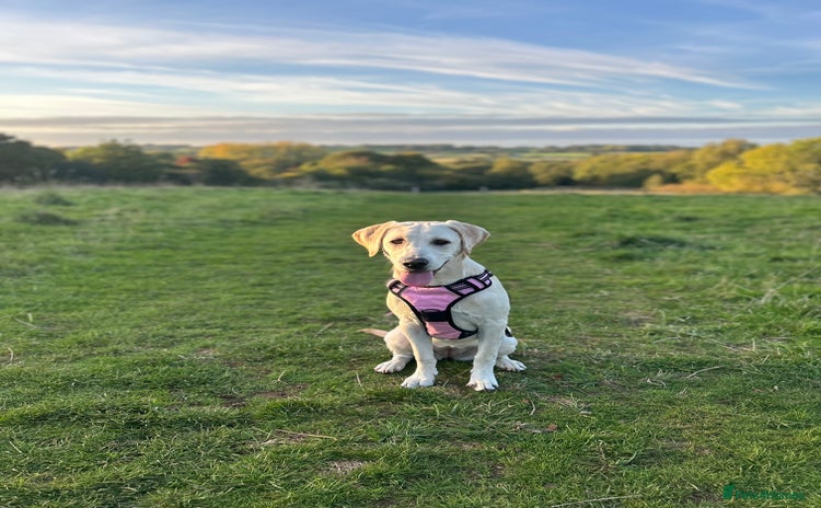 Labrador Retriever dogs - Advert 4