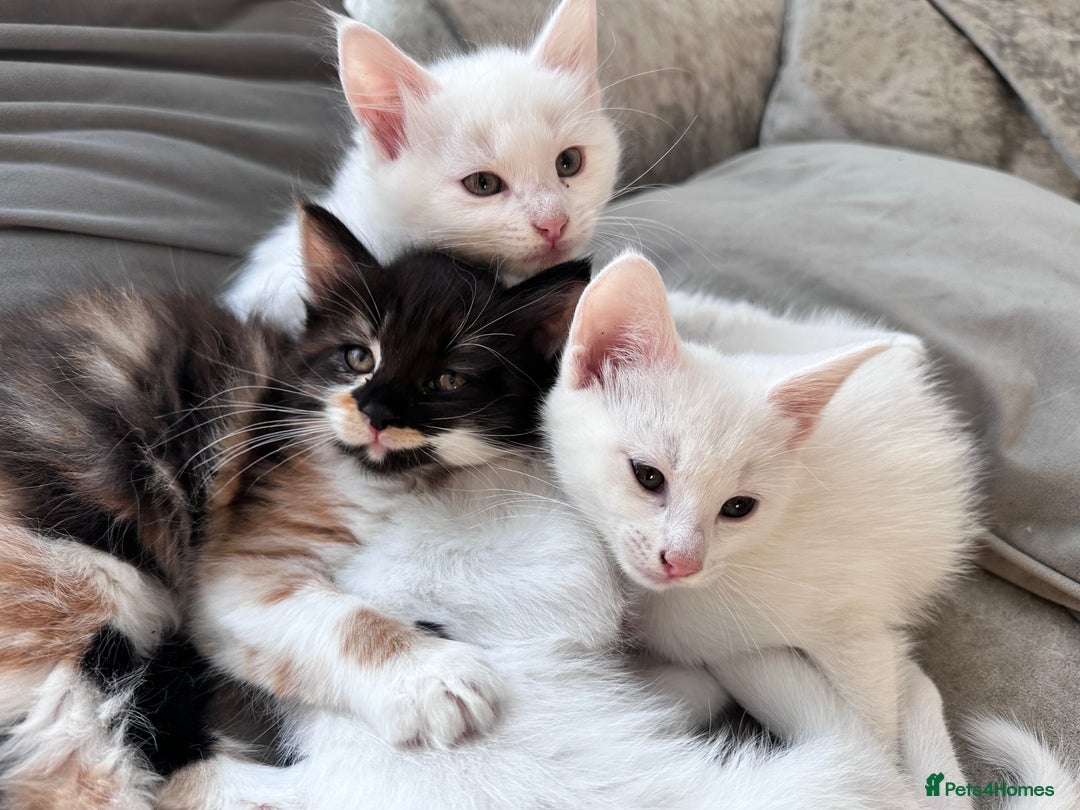 Turkish Angora cats for sale: Beautiful Turkish Angora Kittens - Image 2