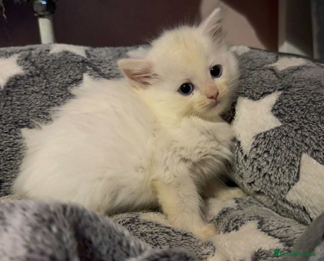 Mixed Breed cats for sale: Ragdoll x kittens - Image 6