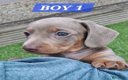 Miniature Dachshund dogs for sale: Miniature dachshund kc reg  - Image 1
