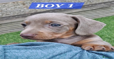 Miniature Dachshund dogs - Advert 9