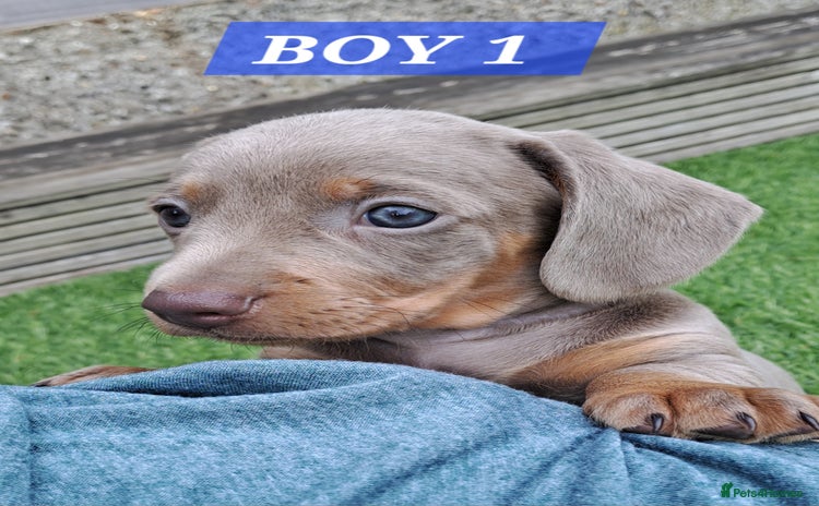 Miniature Dachshund dogs - Advert 5
