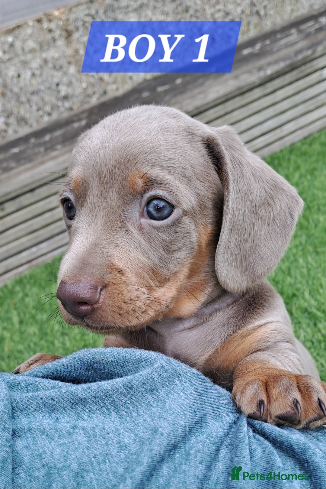 Miniature Dachshund dogs for sale: Miniature dachshund kc reg  - Image 1