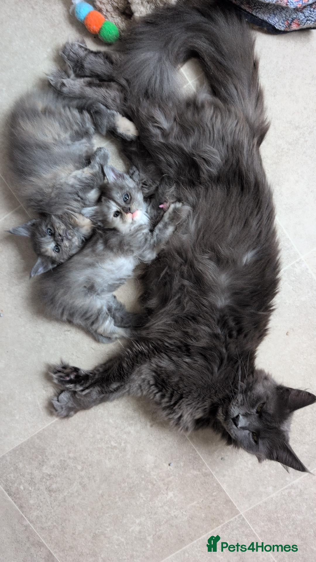 Maine Coon cats 4 Tica pedigree Maine coon kittens - Advert 1