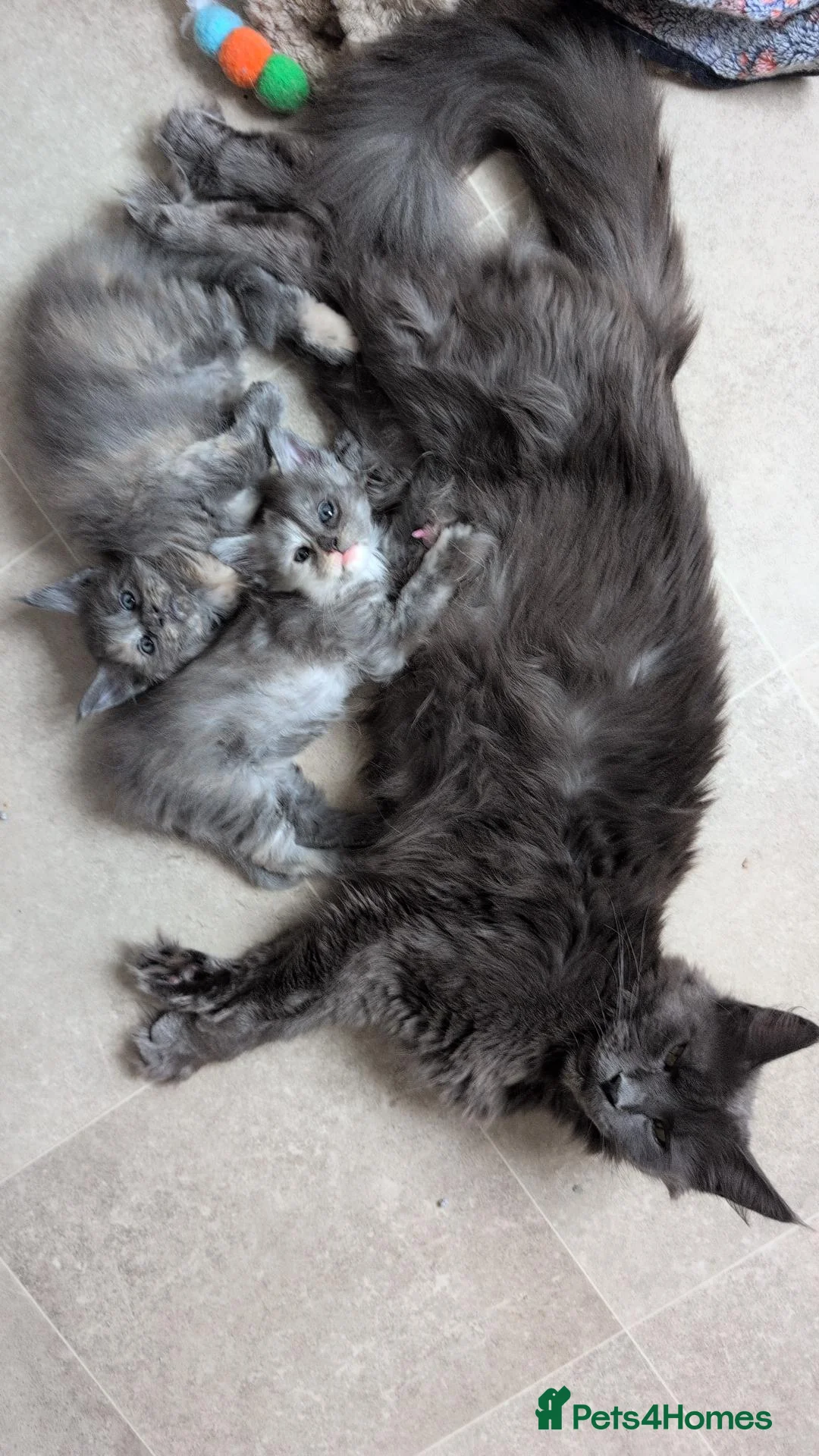 Maine Coon cats for sale: 4 Tica pedigree Maine coon kittens - Advert 1