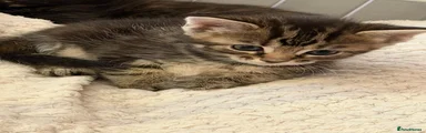 Maine Coon 3