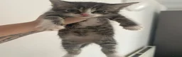 Mixed Breed cats for sale: Kittens for sale  in Milton Keynes - Advert 9