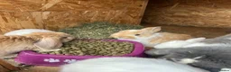 French Lop rabbits for sale: French Lops Buns  - Advert 7