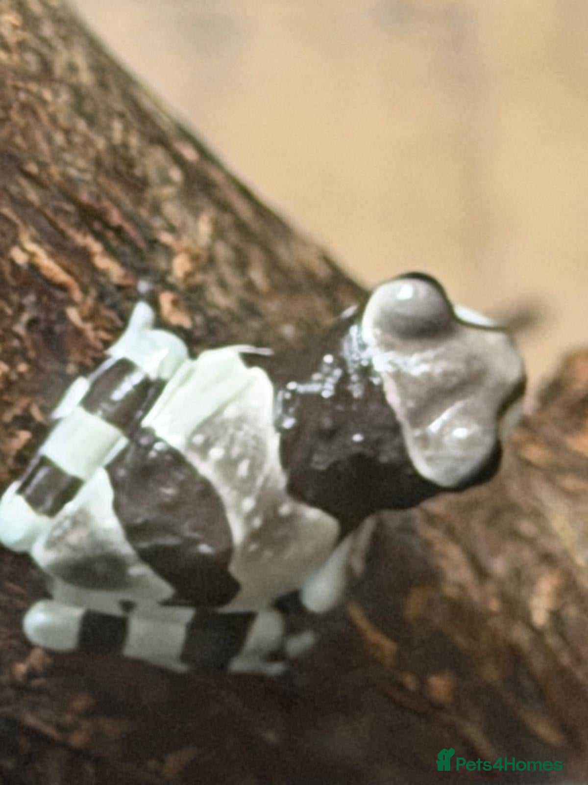 Frog reptiles Amazon milk frog babies - Advert 3