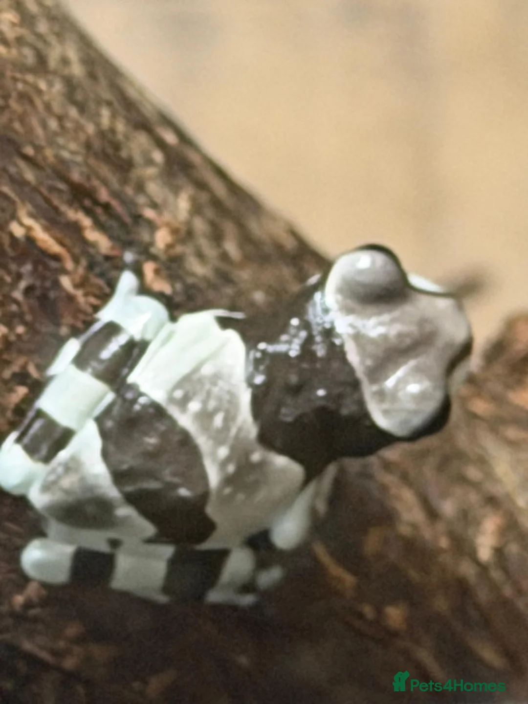 Frog reptiles for sale: Amazon milk frog babies - Advert 1