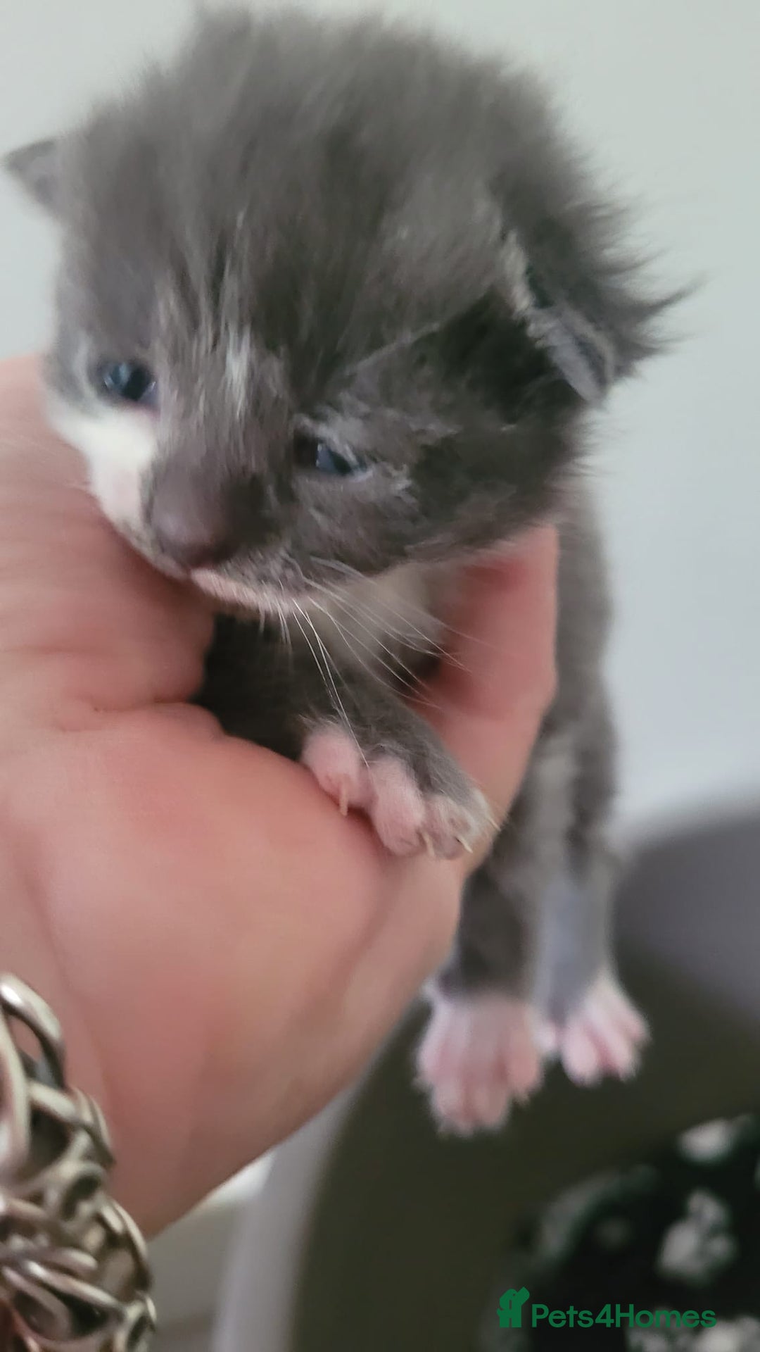 Mixed Breed cats for sale: Beautiful kittens  - Image 2