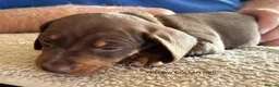 Miniature Dachshund dogs for sale: Adorable litter of Miniature Dachshund Puppies - Advert 15