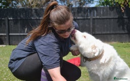 Mixed Breed dogs for adoption: Poppy Popz in Barrow-upon-Humber - Image 21