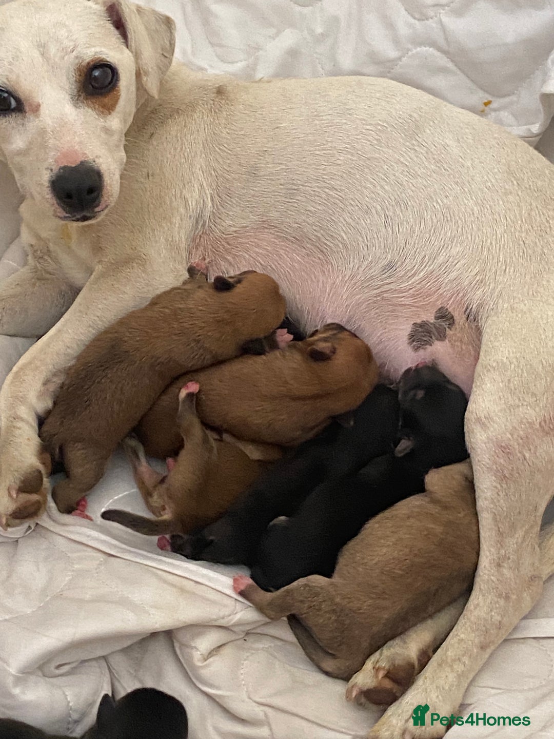 Mixed Breed dogs for sale:  Beautiful puppies  - Image 8