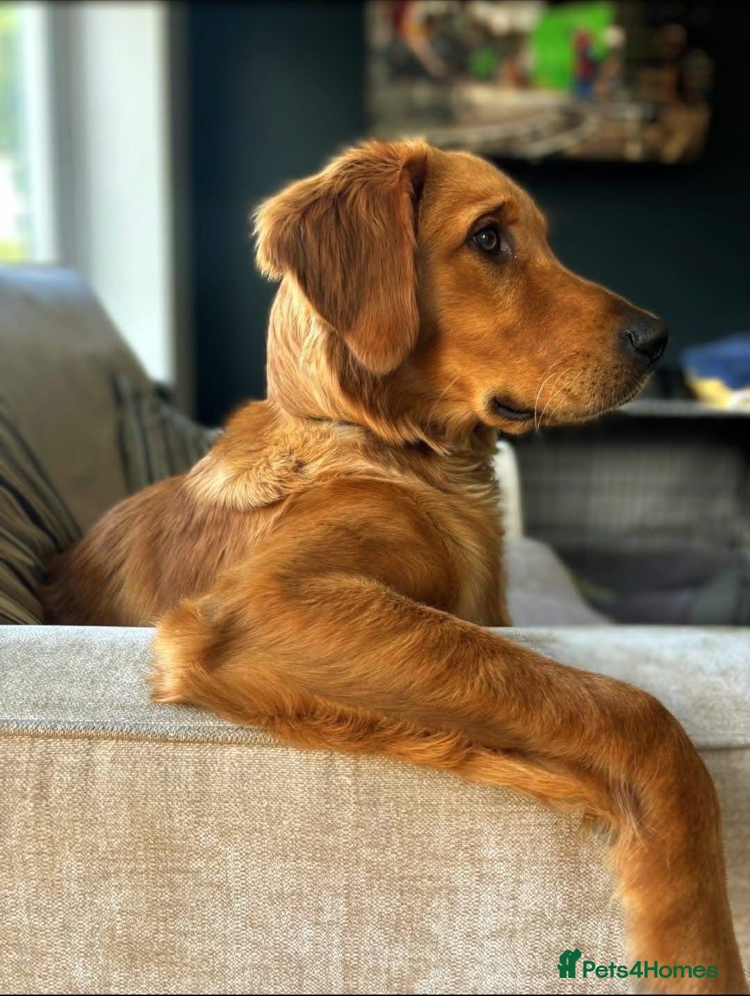 Golden Retriever dogs FOX RED, KC Reg puppies - Advert 2