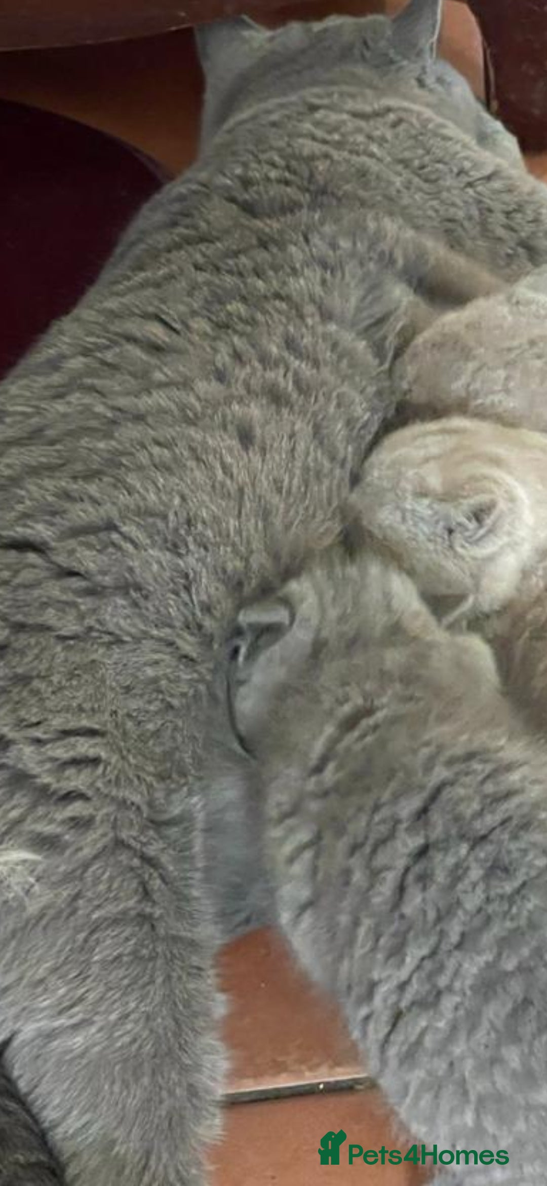 British Shorthair cats for sale: Gorgeous Healthy BSH Kittens GIRLS - Image 10