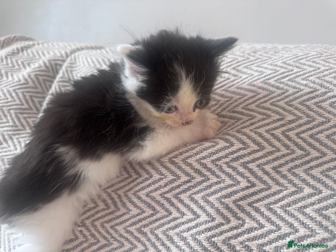 Mixed Breed cats for sale: Mix breed kittens  - Image 12