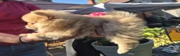 Pomeranian dogs for sale: Two Lovely Sable Purebred Pomeranian Puppies - Advert 14