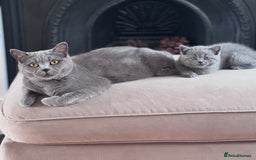 British Shorthair cats for sale: 🌟 Adorable British Shorthair Kittens – Ready! 🌟 - Image 11
