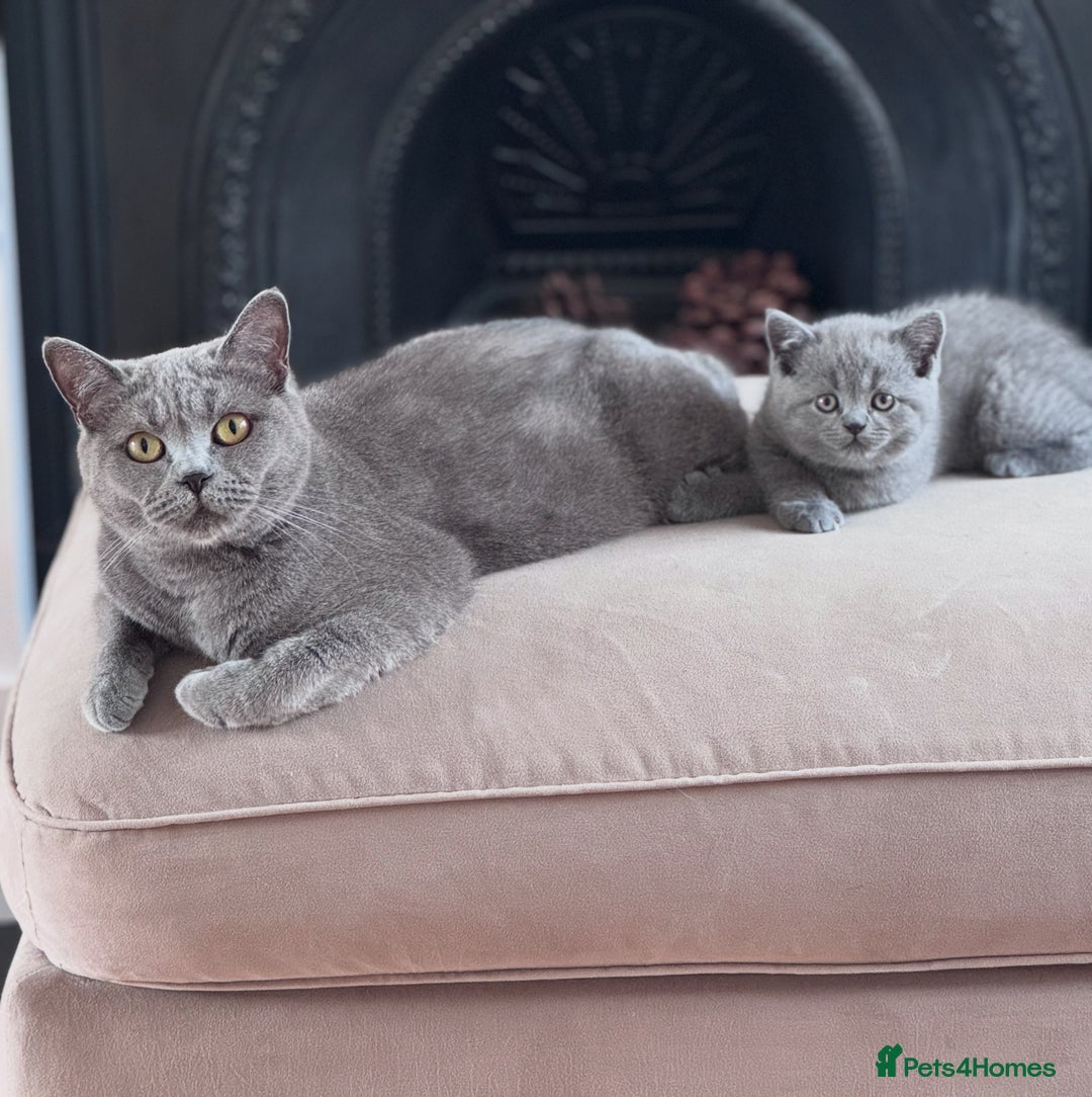 British Shorthair cats for sale: 🌟 Adorable British Shorthair Kittens – Ready! 🌟 - Image 11