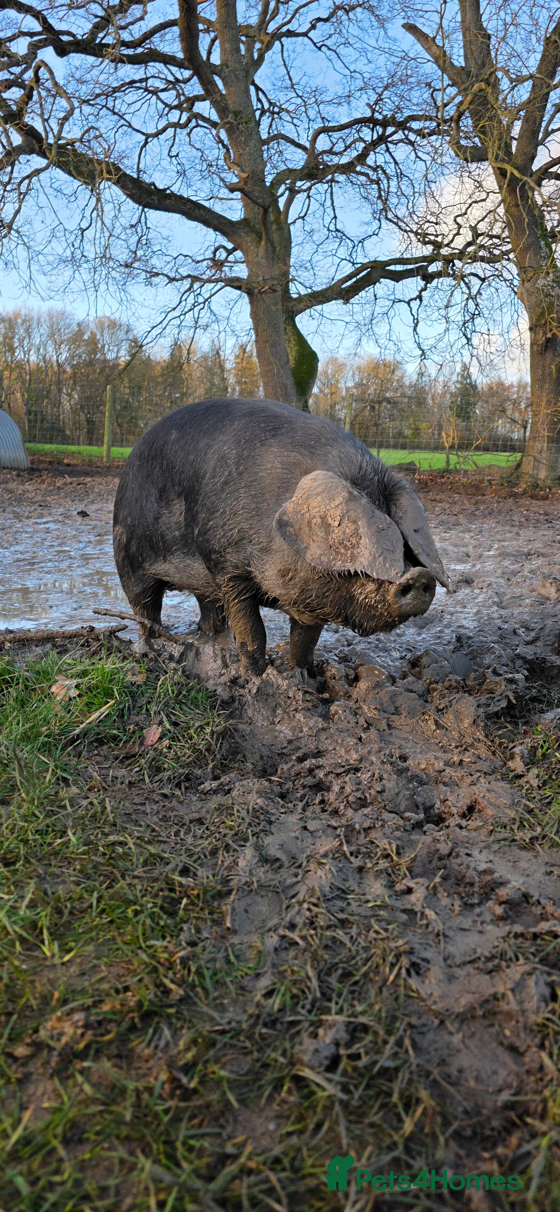 Pig livestock Two large black sows - Advert 2