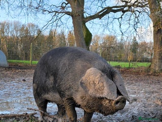 Pig livestock Two large black sows - Advert 1