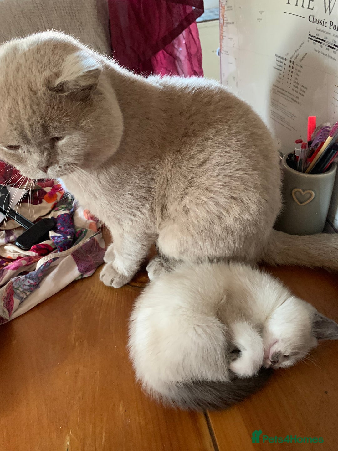 Persian cats for sale: Our cute adorable little female seal point  - Image 26