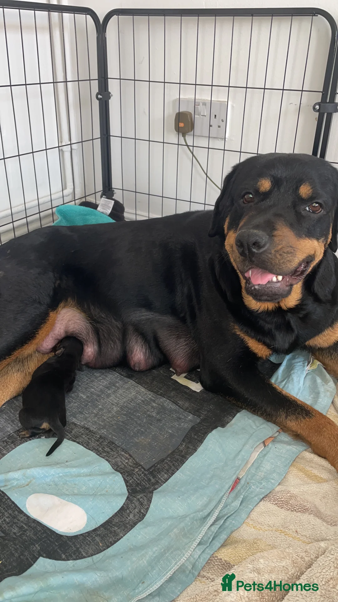 Mixed Breed dogs for sale: Rottweiler/ Retriver mix  in Northampton - Advert 1