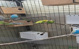 Budgerigars birds for sale: Budgies  - Image 5