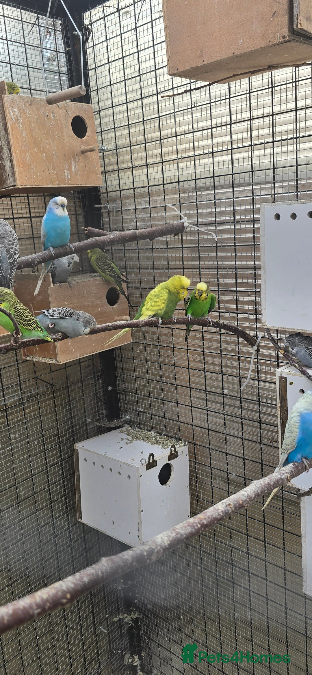 Budgerigars birds for sale: Budgies  - Image 5