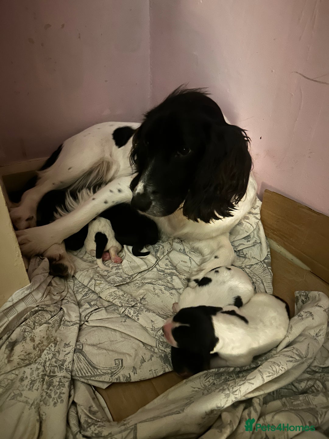 Springador dogs for sale: Beautiful springadors in Boston - Image 1
