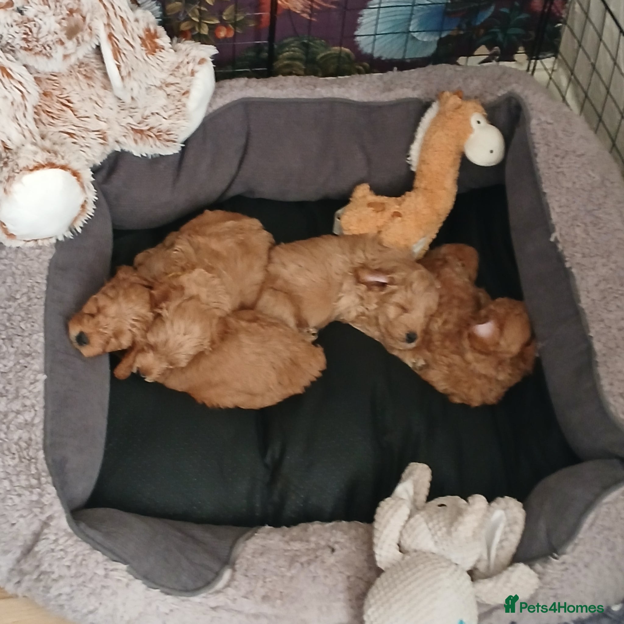 Schnoodle dogs Beautiful Miniature Schnoodle Puppies  - Advert 2