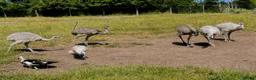 Emus poultry for sale: Two Emu’s - Advert 3