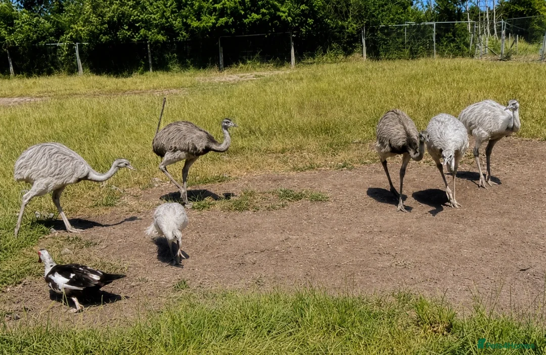 Emus poultry for sale: Two Emu’s - Advert 3