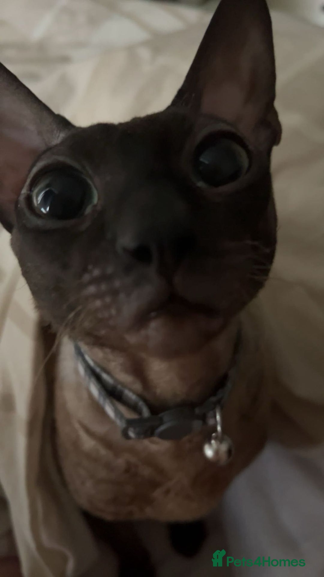 Cornish Rex cats for sale: Bruno, Cornish rex - Image 2