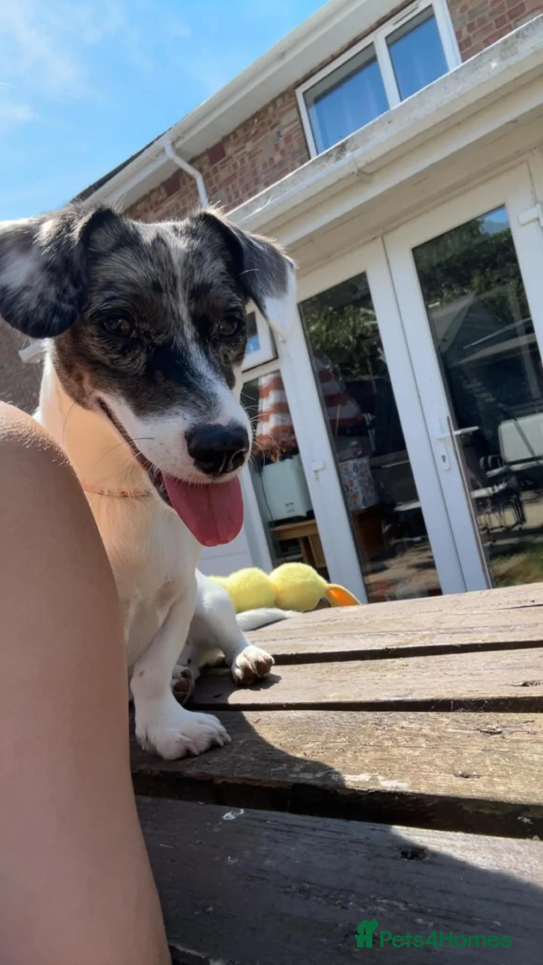 Jackshund dogs for sale: 11 month old dachshund x Jack Russell. - Advert 2