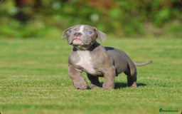 Olde English Bulldogge dogs for sale: COUNCIL APPROVED⭐️5 RATED. 23 YEARS EXPERIENCE  - Image 3