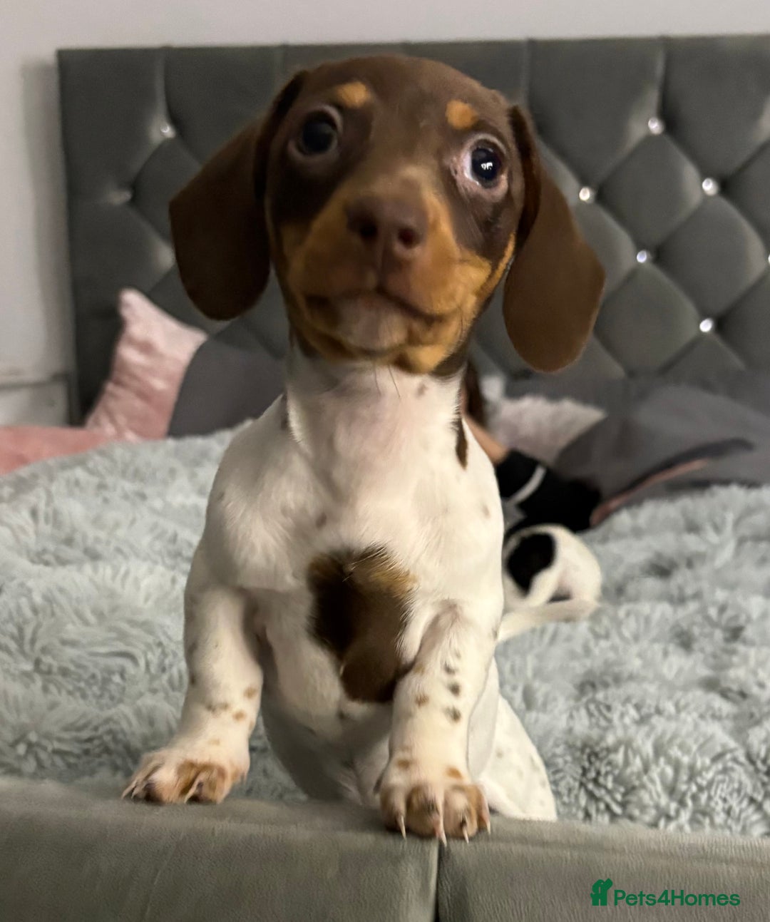 Miniature Dachshund dogs for sale: Four beautiful miniature dachshund girls - Advert 7