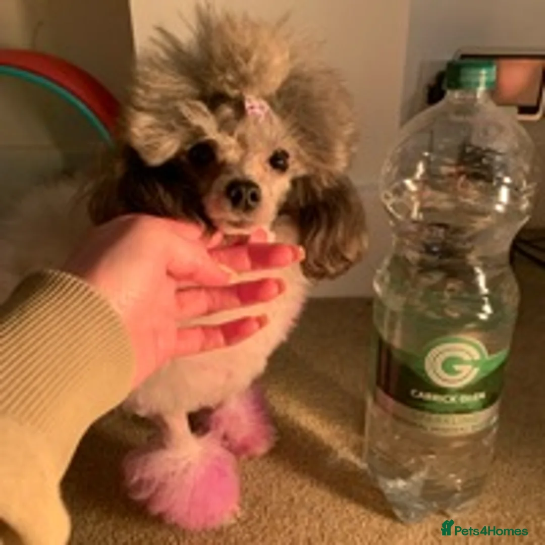 Toy Poodle dogs for stud: 7.5inch Toy HEALTH TESTED ASIAN IMPORT in Guildford - Advert 20
