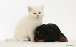 Cavalier King Charles Spaniel dogs for sale: Stunning KC registered Cavalier puppies  - Image 13