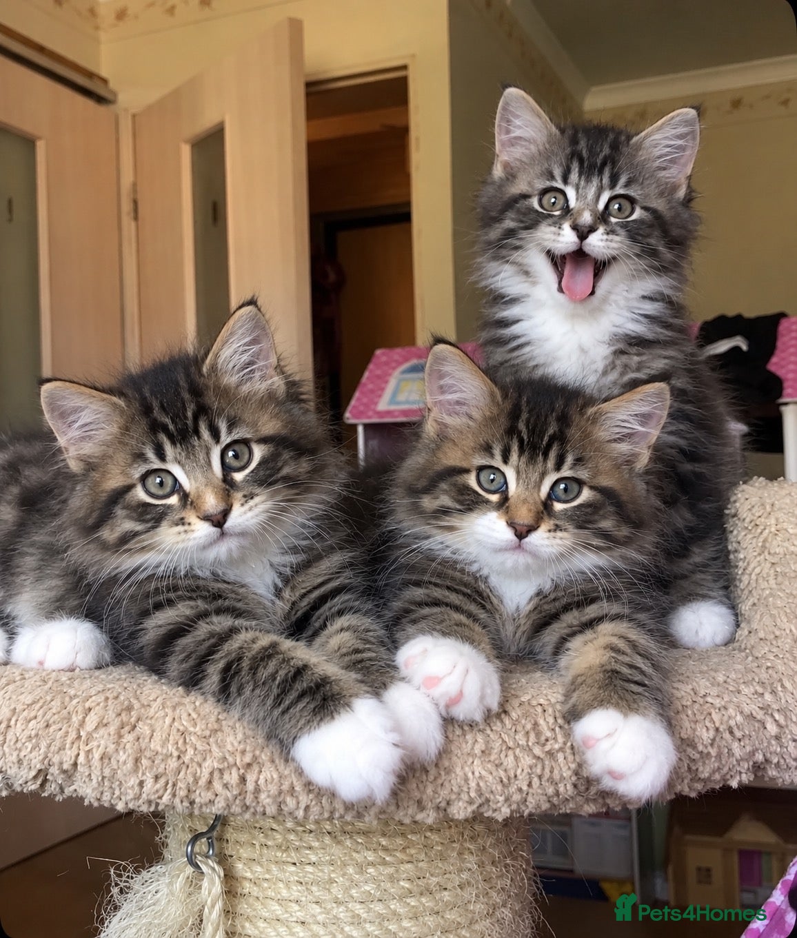 Mixed Breed cats Mainecoon x Tabby Kittens Ready Now - Advert 14