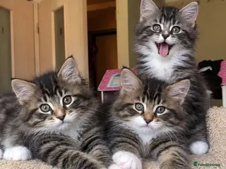 Mixed Breed cats Mainecoon x Tabby Kittens LAST 2!!!! - Advert 7