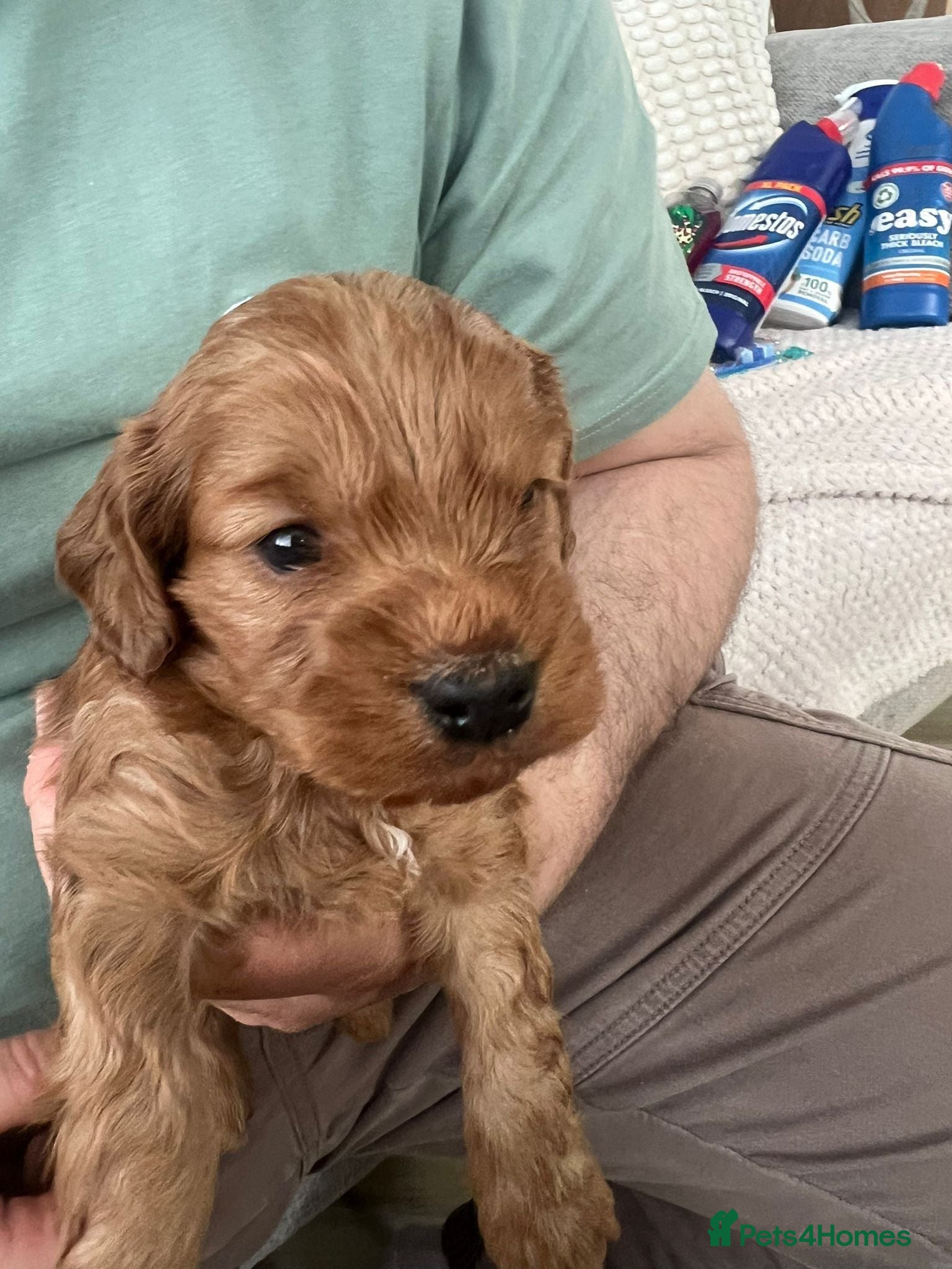 Cockapoo dogs beautiful  Cockapoo puppies ready  - Advert 1