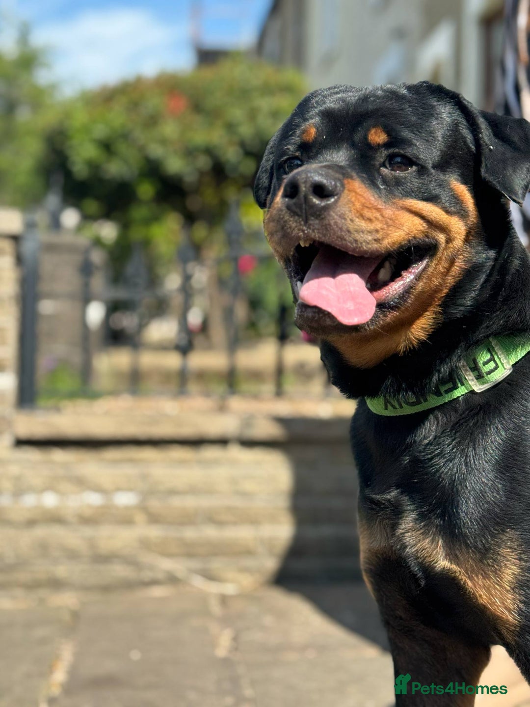 Rottweiler dogs for sale: Rottweiler looking for new home in Accrington - Image 9