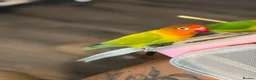Lovebirds birds for sale: Two beautiful love birds for sale - Advert 3