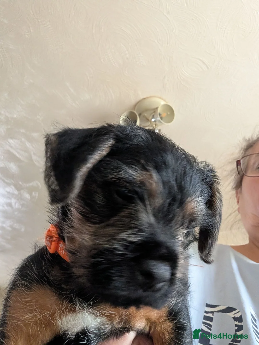 Mixed Breed dogs for sale: Border Lakeland terrier cross  - Advert 2