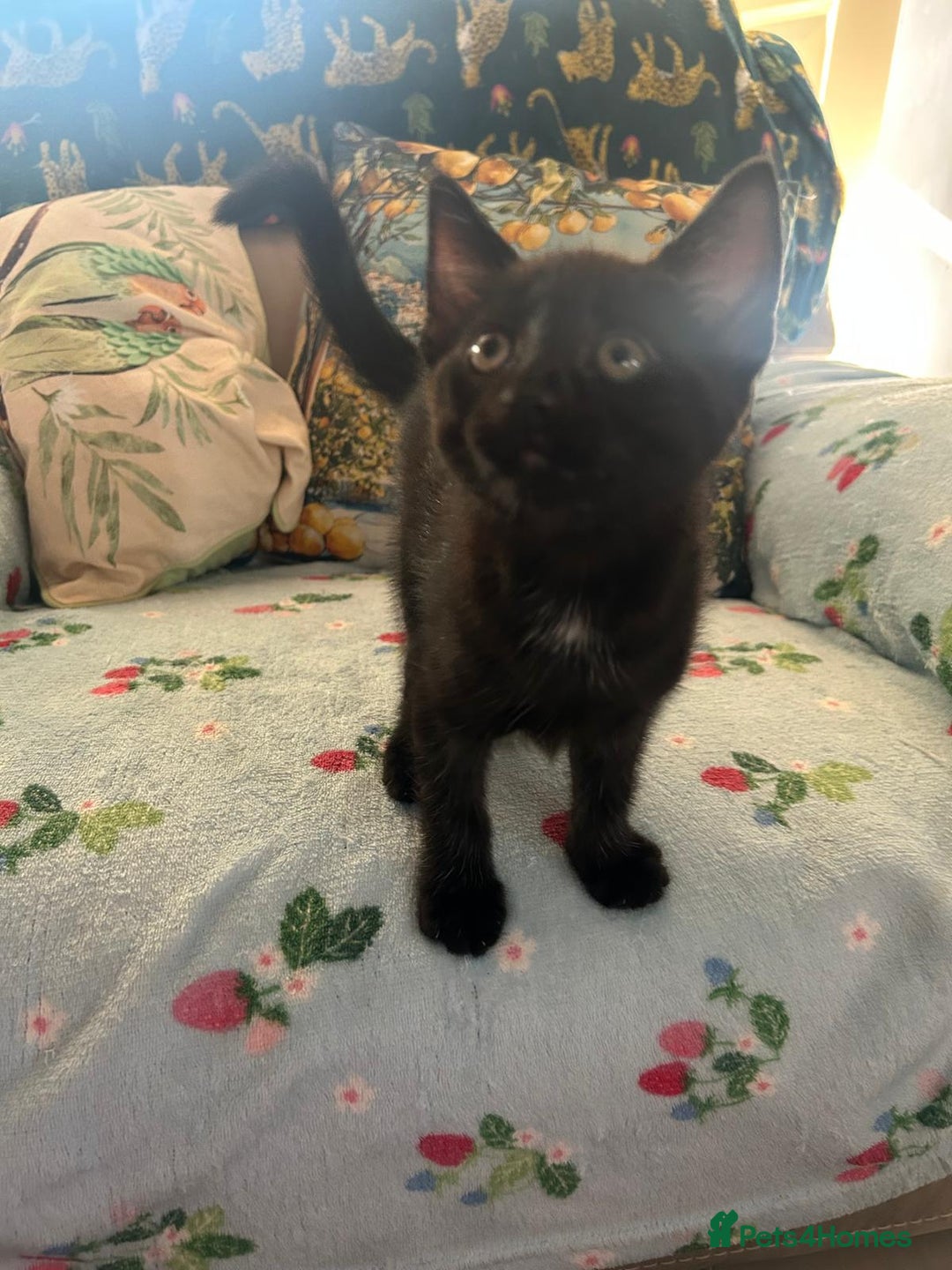 Mixed Breed cats for sale: Female kittens - Image 9